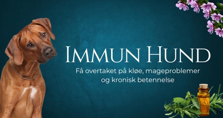 IMMUN HUND