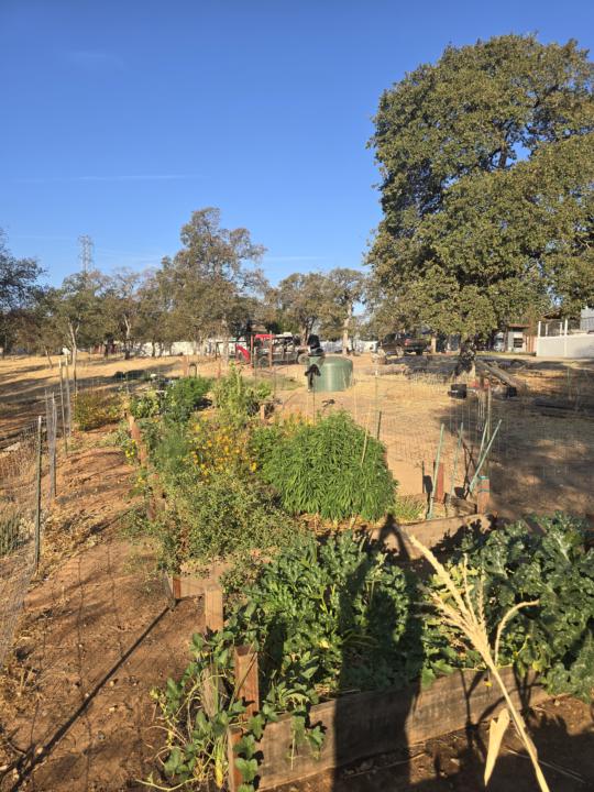 Watering the garden.