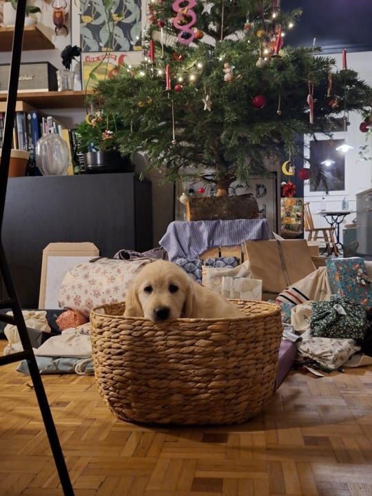 Tangui Le Bourdonnec