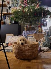 Tangui Le Bourdonnec