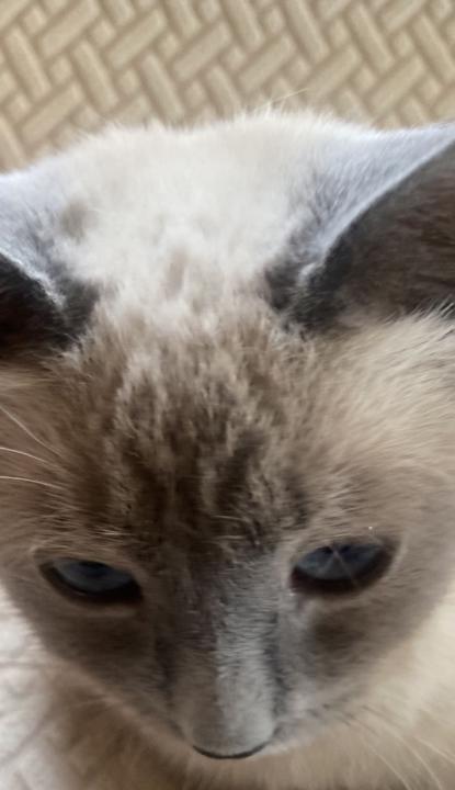 Johan José Domínguez