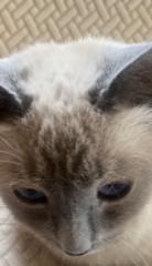 Johan José Domínguez