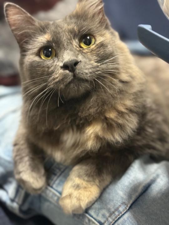 Alessandro Giambattista