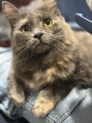 Alessandro Giambattista