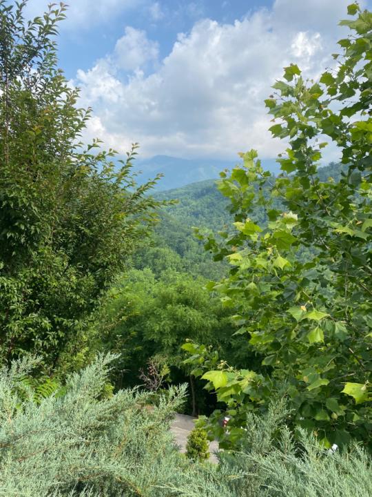 Mitchell Ashenfelter