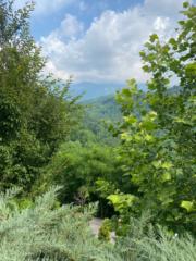 Mitchell Ashenfelter