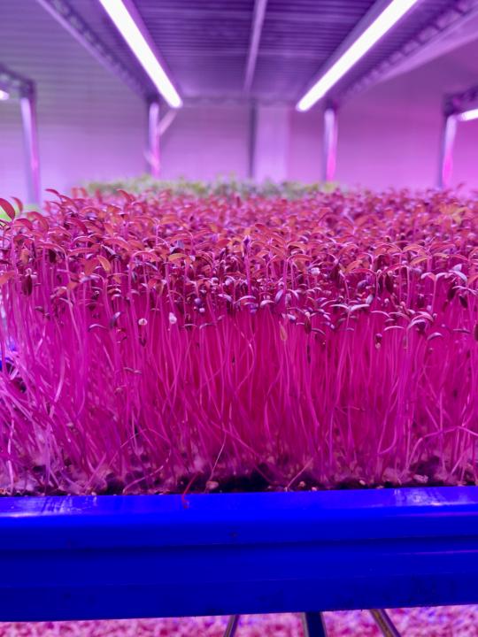 Pretty Amaranth