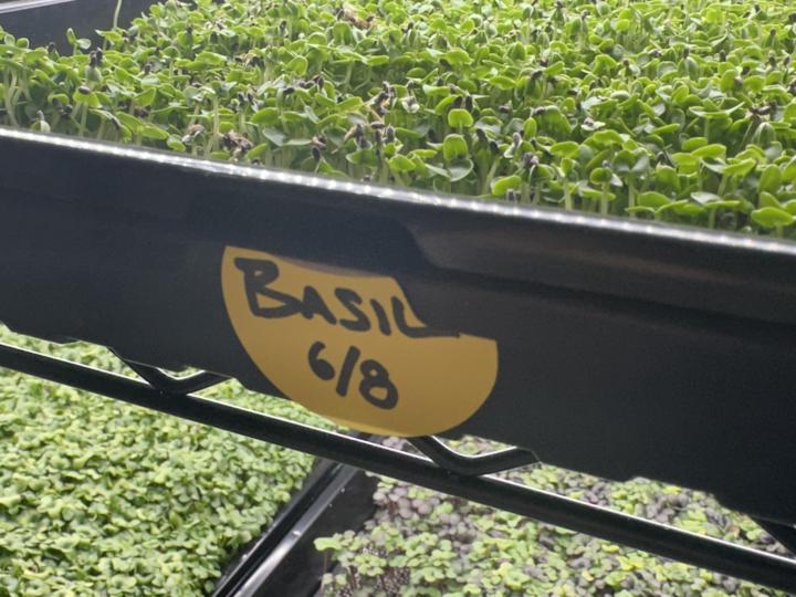 Tray Identification