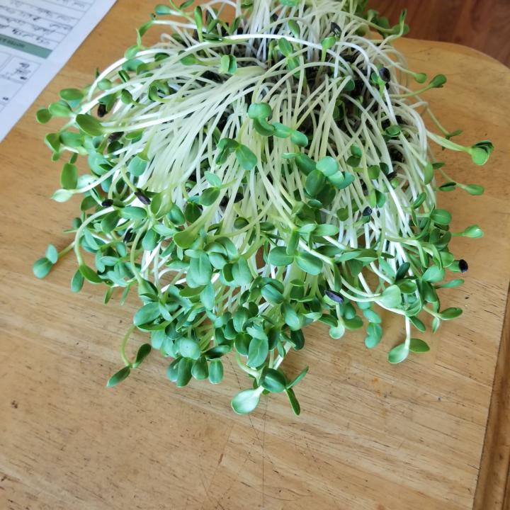 Latest Sunflower Test Harvest