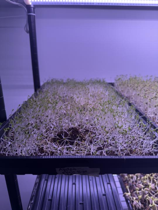 🌱 Microgreens Update! 🌱