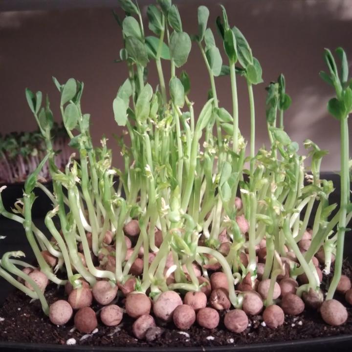 (Has anyone else had this happen?) Diagnosing Speckled Pea failures