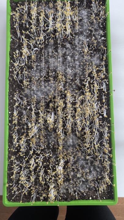 Mold problem