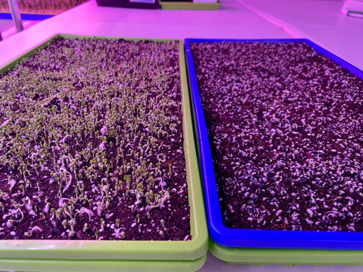 Accidental experiment… white vs pink light