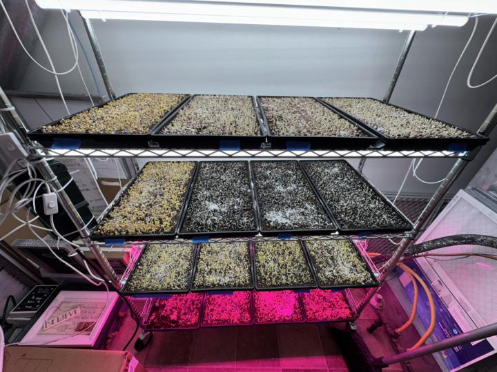 My first growing Attempt
