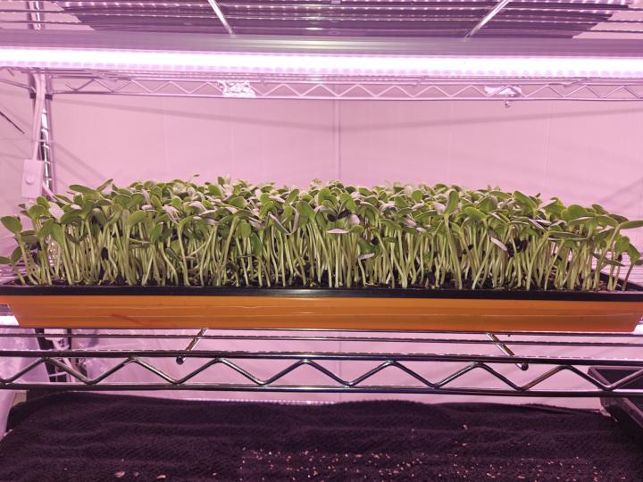 First-round of sunflower and Arugula