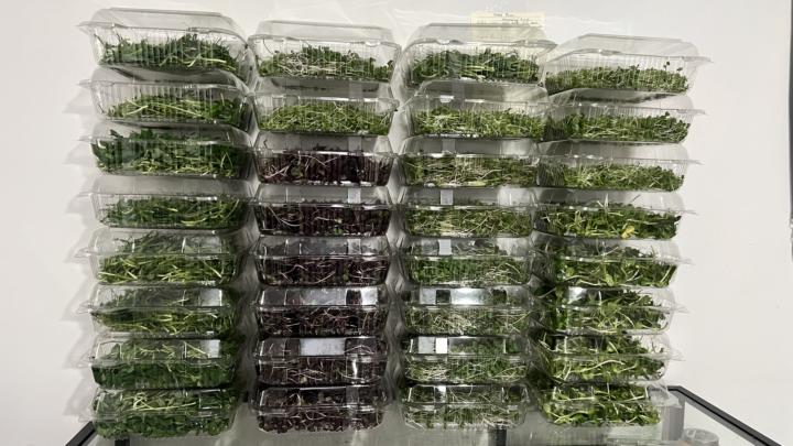 Harvest