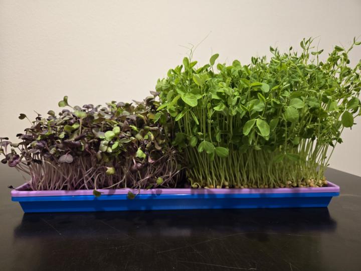 Don't Need a Whole Tray of Something?