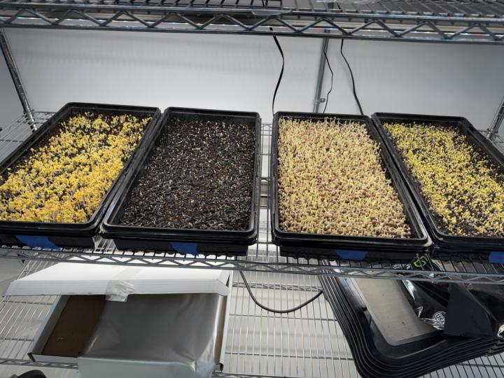 First trays… first light.