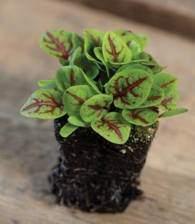 Red Veined Sorrel germination