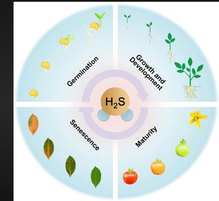 Mohamed sharfraz Mohamed jubair