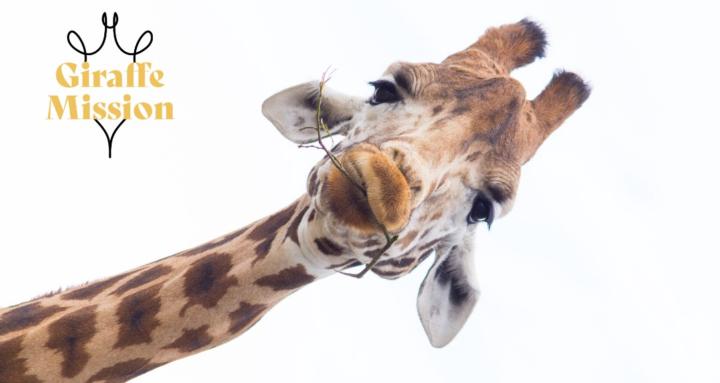 Giraffe Mission