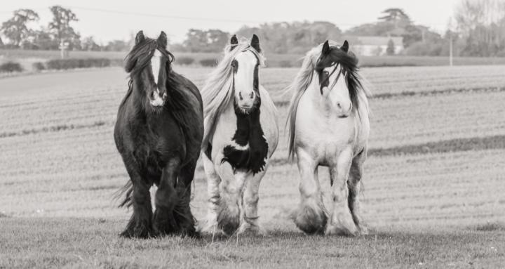 The Gypsy Horse Owner’s Path
