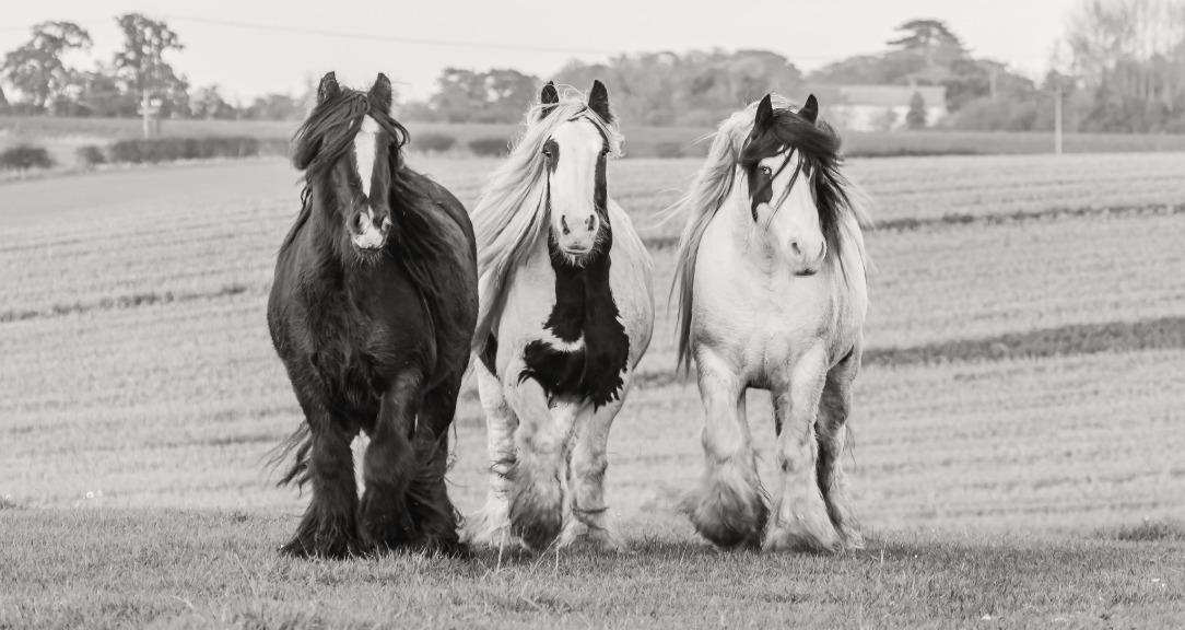 The Gypsy Horse Owner’s Path