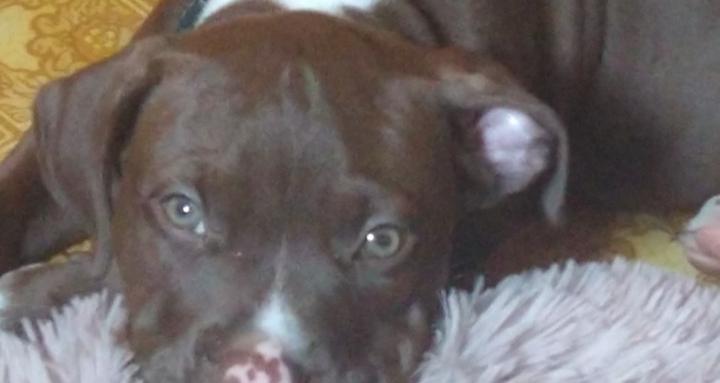 SAVE THE PITS!!!