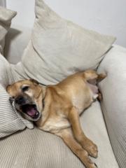 ליאל בוטנרו