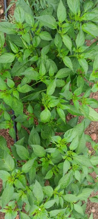 Mahammad iliyas Shaik