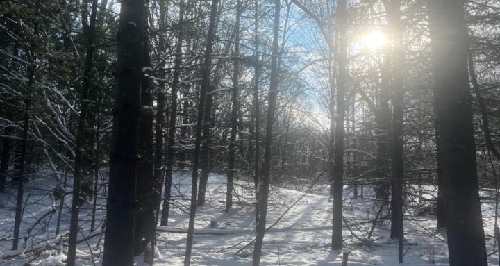 The Holistic Musician