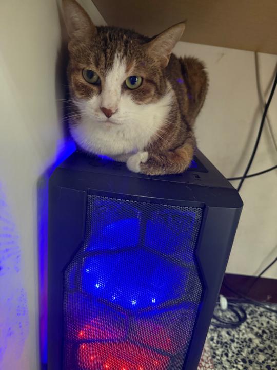 嚕嚕 黑