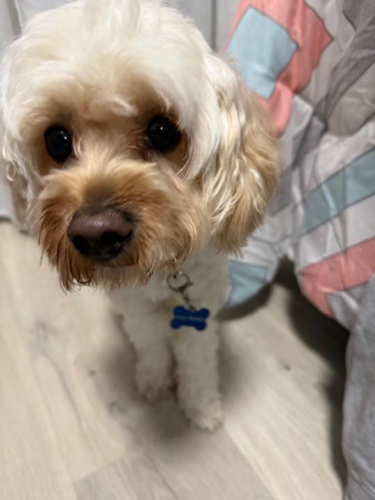 Chloe C