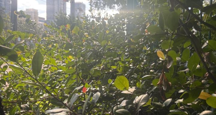 Tag Along for the Ride