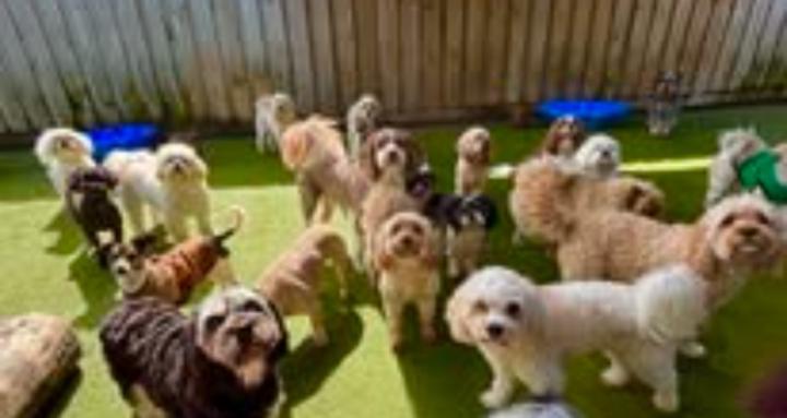 Paws Insider Club