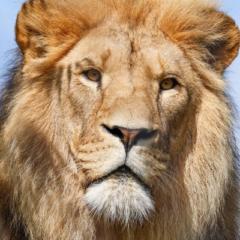 Mohamed Ben El makki