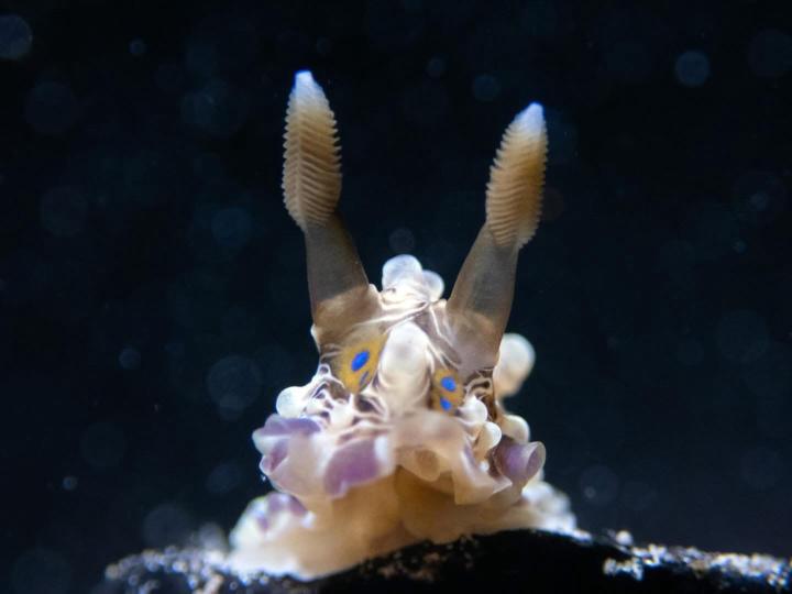 Dendrodoris denisoni