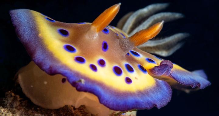 遊牧微距攝影｜Underwater Macro 
