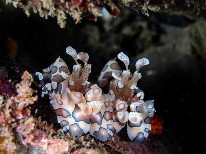 這個夏天，你拍到最想拍的那隻生物了嗎？