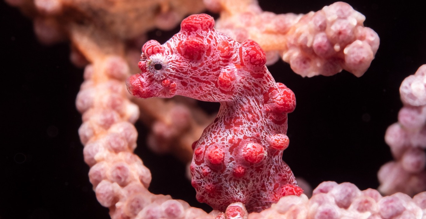 海馬迷你工作坊