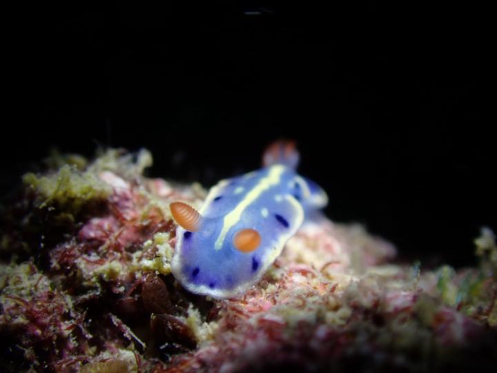 香港納米海蛞蝓