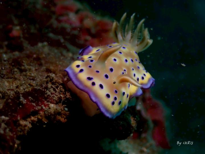 海蛞蝓