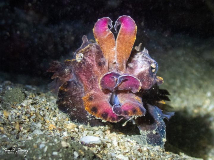 各位！火焰花枝現身了 Flamboyant cuttlefish 🔥 