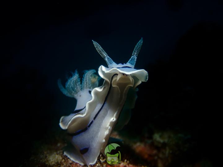 菲律賓的海蛞蝓