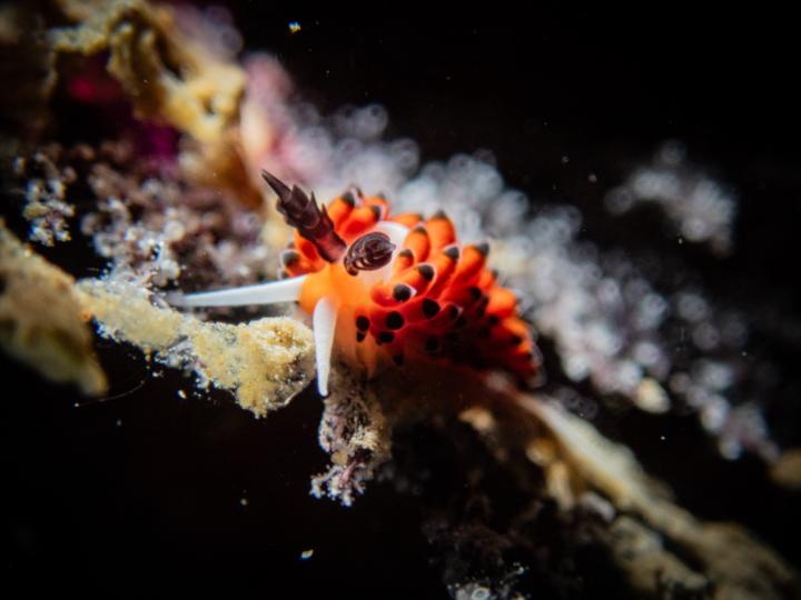 Favorinus Tsuruganus 敦賀灰翼海蛞蝓