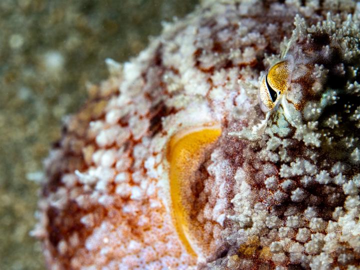 🔥 等了一年，終於等到這一刻！火焰花枝即將現身！The Flamboyant Cuttlefish is Coming!  