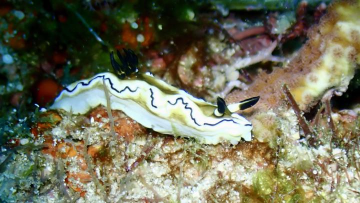 小琉球 衫福漁港