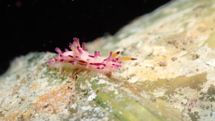 端紫三鰓海蛞蝓