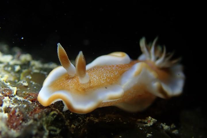 紅邊舌狀海蛞蝓