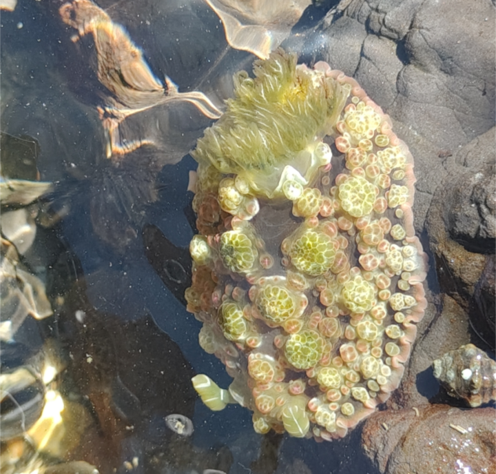 Dendrodoris tuberculosa 馬崗潮間帶